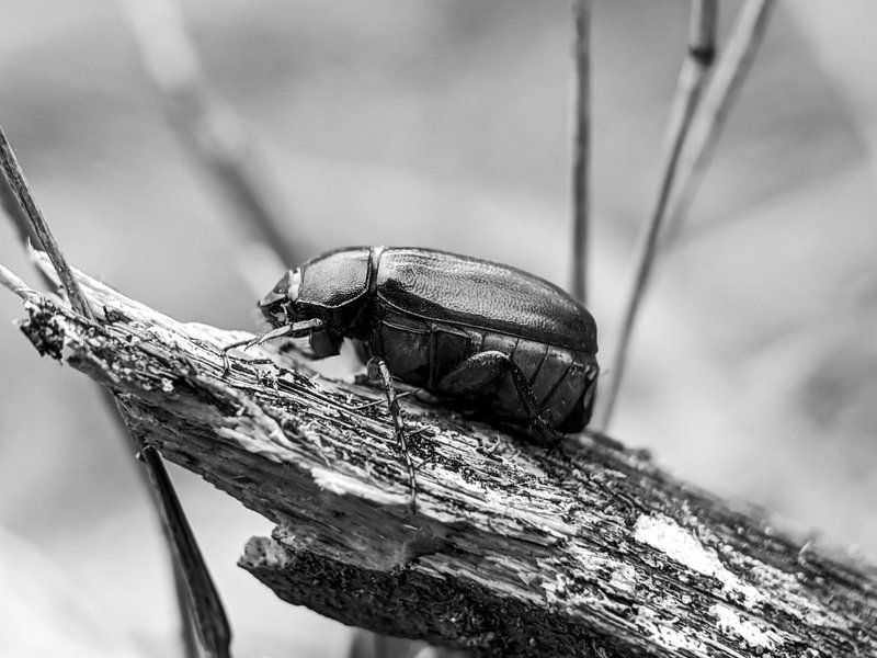 Monomad: one type of beetle that I found looks very beautiful.