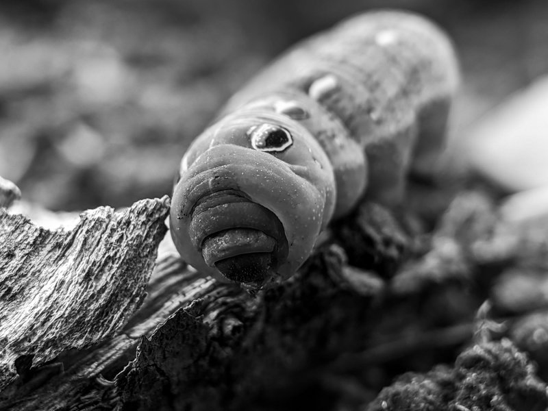 Monomad: one of the species of caterpillar insects that I found looks very charming