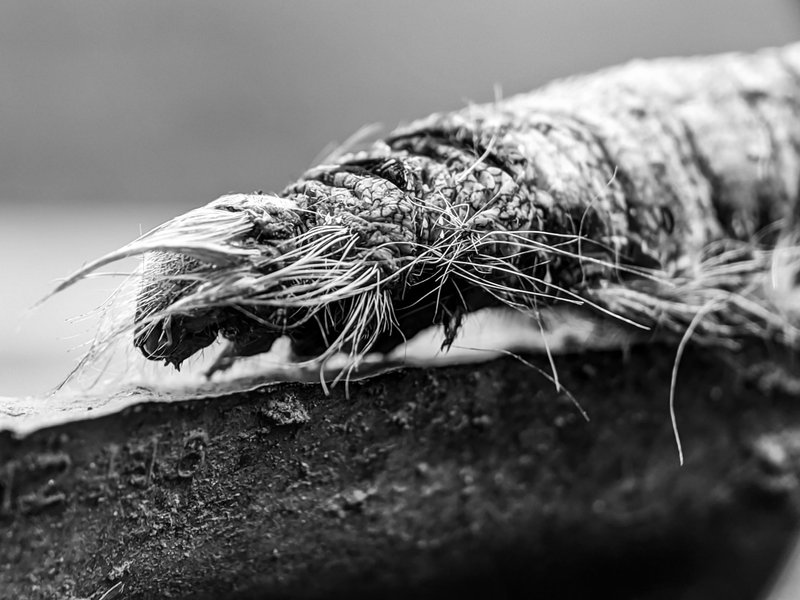 Monomad: the king of nature who is quite fierce