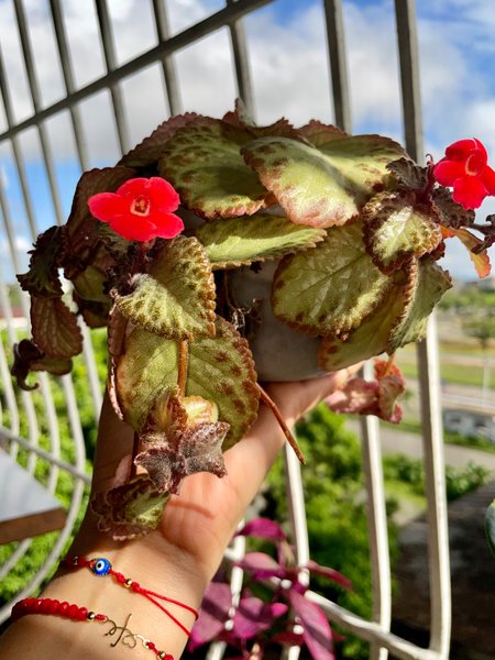 Blooming 🍃