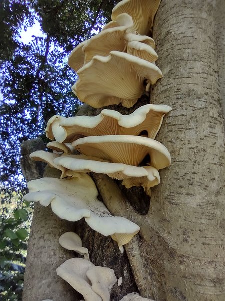 Pleurotus Edible or not edible? be carefully.