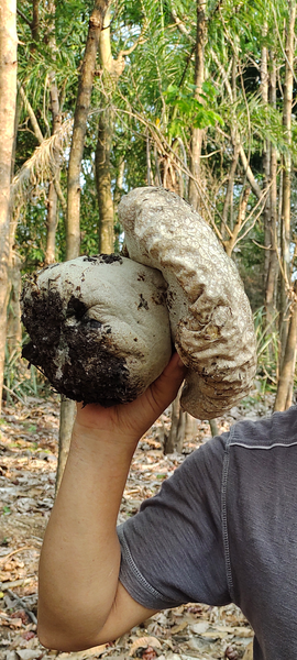 Fungifriday puffball