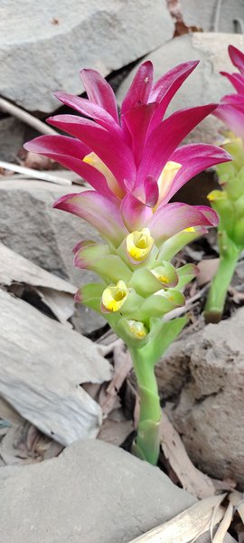 Random flowers