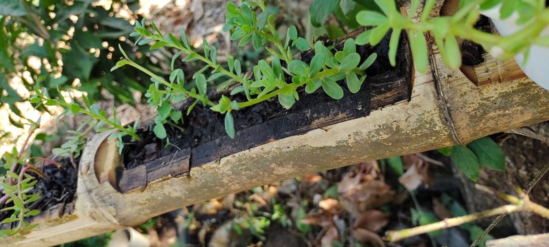 Bamboo garden ideas.