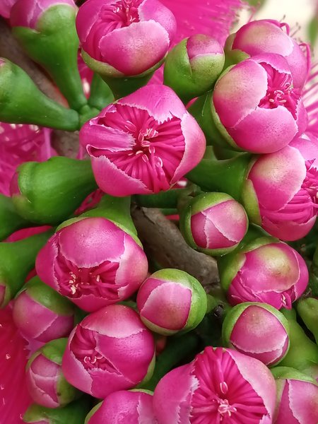 (Eng-Esp) The Pomalaca flower- La flor de Pomalaca
