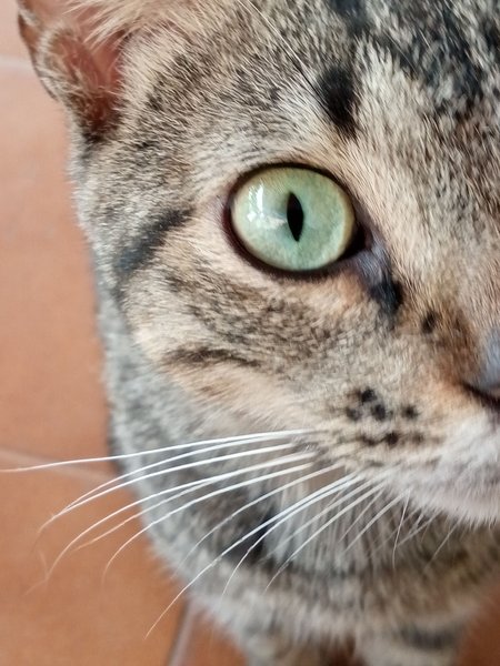 (Eng-Esp) My cat's mischief - La travesura de mi gato