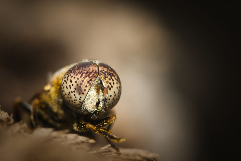 Eristalinus aeneus