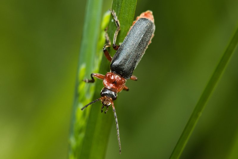 М'якотіл Іржавий (Cantharis rustica)