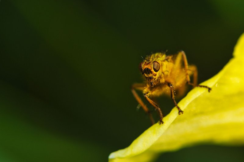 Scathophaga stercoraria