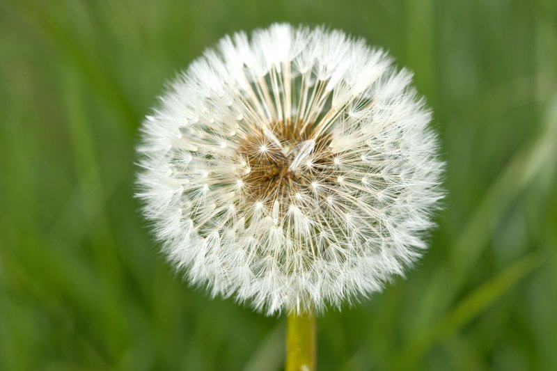 Кульбаба #20 (Dandelion #20)
