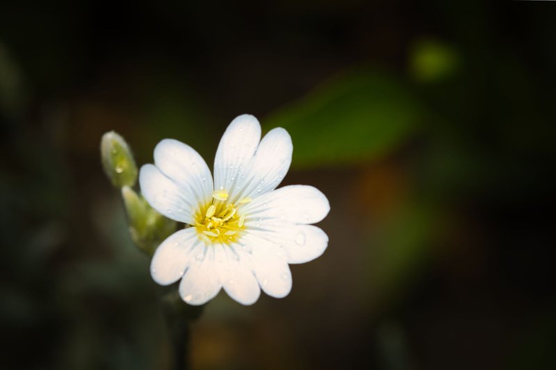 Квіти #235 (Flowers #235)