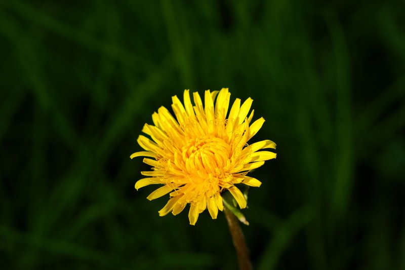 Кульбаба #19 (Dandelion #19)