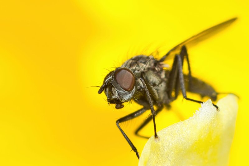 Муха #61 (Fly #61)