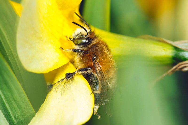 В полюванні за пилком (In the hunt for pollen)