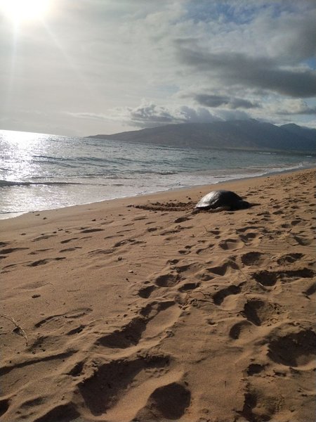 Turtle