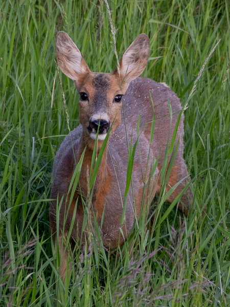 A deer in our backyard