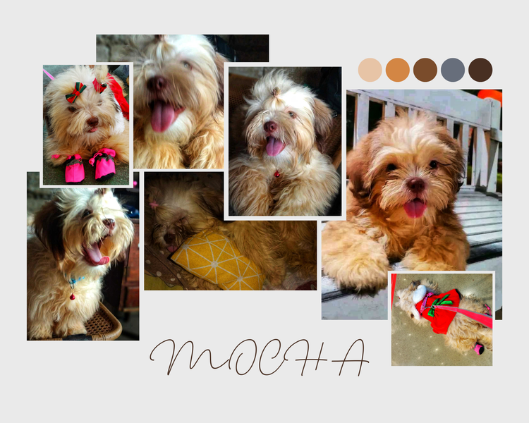 A Love Beyond Words: My Journey with Mocha, My Furry Daughter