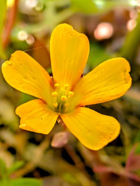 We Don't Have Yellow Flowers! 