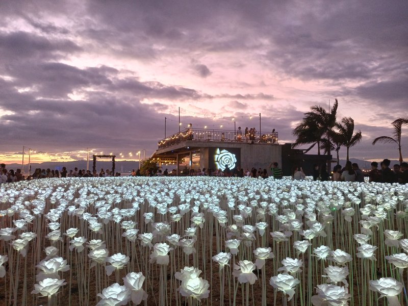 Twilight Glow at 10,000 Roses 