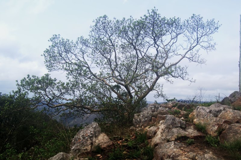 Enjoying Nature in the Valley of a Thousand Hills on a Cloudy Day.