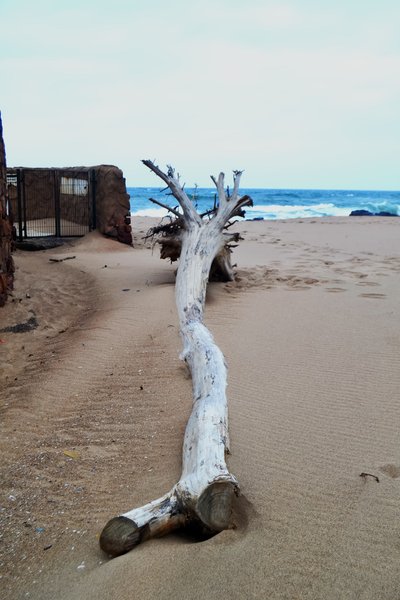 Logs Complete the Picture on the Beach