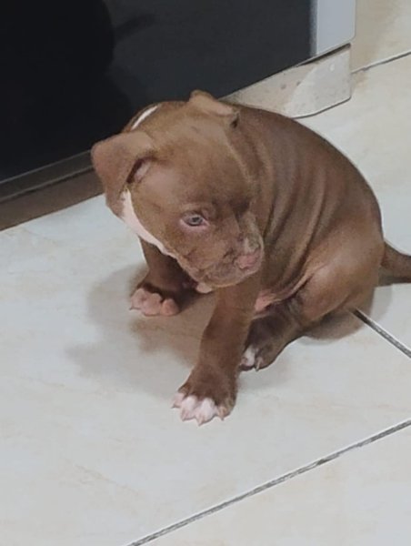 THEY ABANDONED A PUPPY OF DOG AT MY WORK / ABANDONARAM UM FILHOTE DE CACHORRO NO MEU TRABALHO (EN/PT)