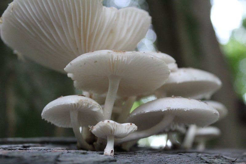 Oudemansiella canarii