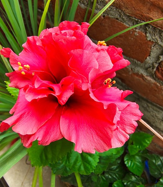 A Bloom of Joy: My Terrace Garden's Red Beauty