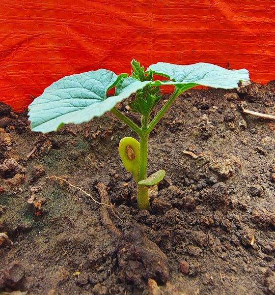 My Bitter Gourd Planting Journey on the Terrace
