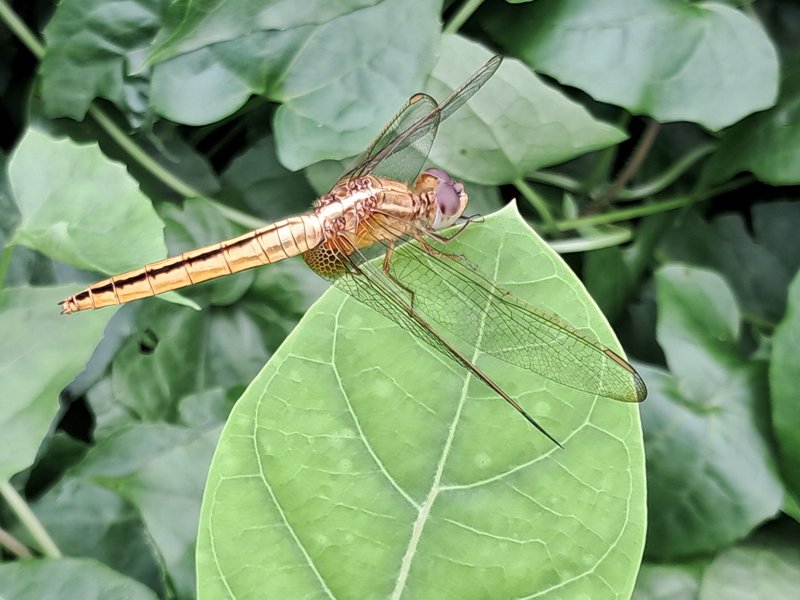 An amazing Dragonfly 