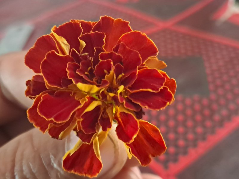 Beautiful Marigolds flower 