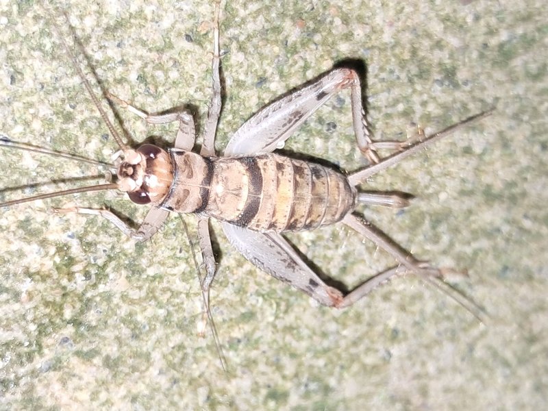 Tropical House Cricket