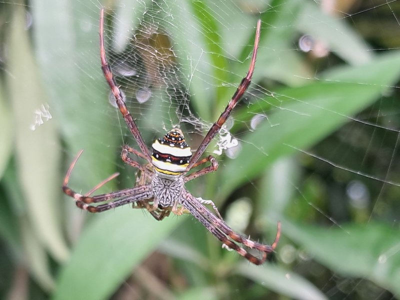Garden Cross Spider