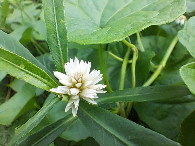 Alligator Weed