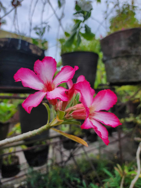 POBphotocontest New Round: FLOWERS