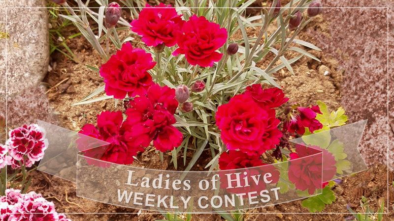Ladies of Hive Community Contest #237