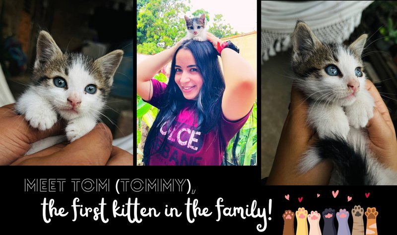 Meet Tom , the first kitten in the family!😱😍 | Conozcan a Tom, ¡el primer gatito de la familia! 😱😍