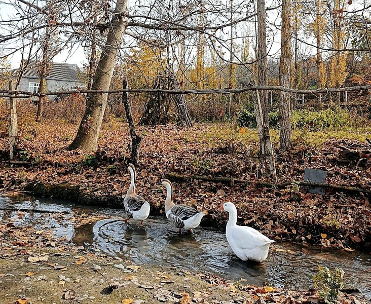 Sammy's Adventure With The Ducks  - #ZapFic1OO