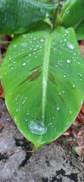 The blessing of rain.