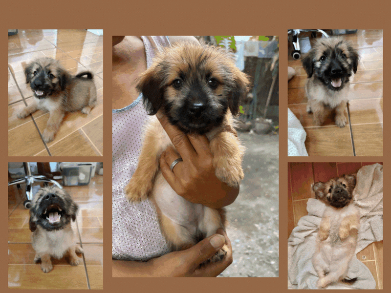 Meet Our Energetic and Playful Puppy Mochi 