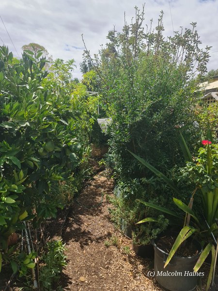 A dusty garden update