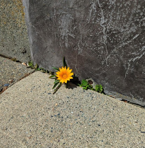 A Spring Treasure