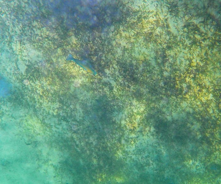 Relics of the Sea