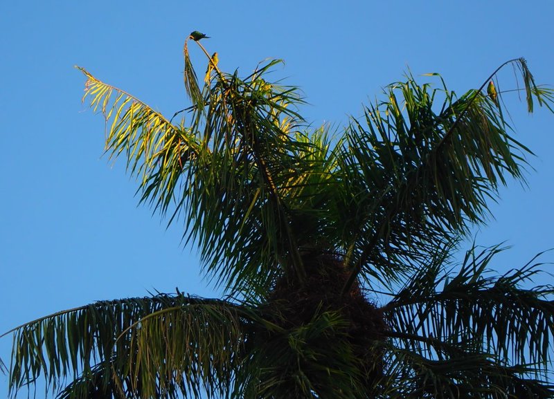 A Pandemonium in the Old City- Feathered Friends #SMaP Show Me A Photo Contest Round 218