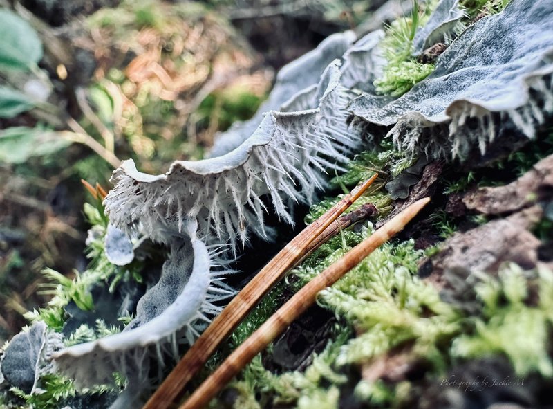 FungiFriday ~ fungi, lichen, moss or is it a mushroom?