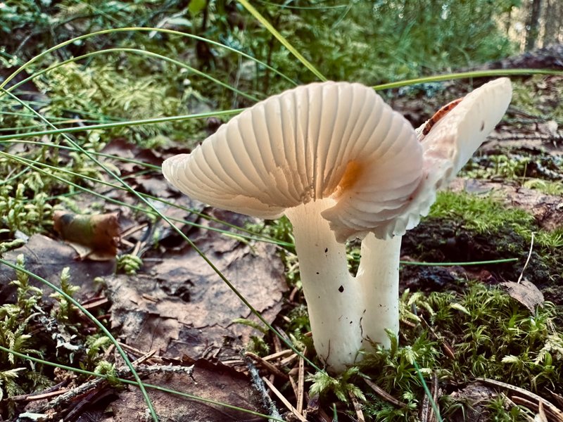 FungiFriday ~ The last beautiful mushrooms from my hike in BOTSMARK ~ SWEDEN 🇸🇪 