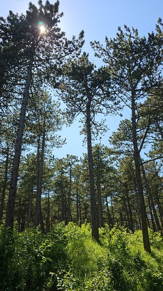 had a nice walk in the woods