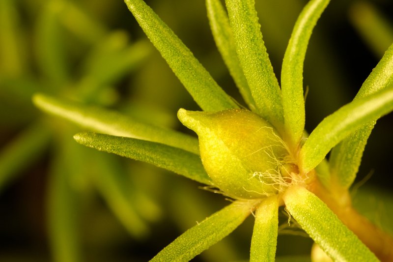 Portulaca grandiflora