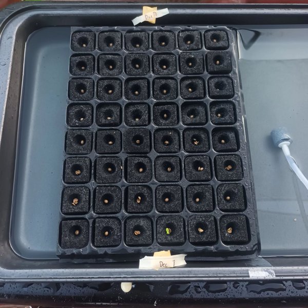 Hydroponic Lettuce