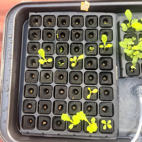 Hydroponic lettuce Update. Day 10-12 days after sowing.